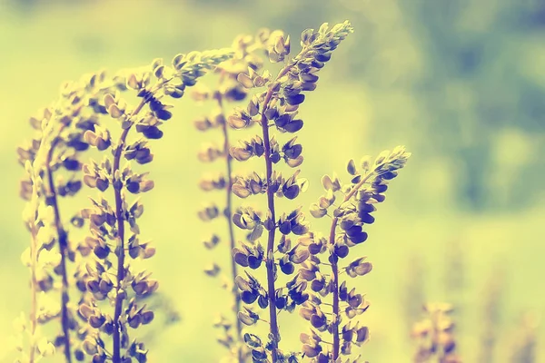 Primavera Verão Flores Fundo Vintage Tonificação Natureza Paisagem Flores — Fotografia de Stock