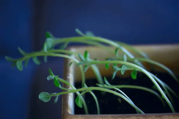 Jonge Spruiten Een Pot Verse Kleine Greens Biologie Plantkunde Concept — Stockfoto