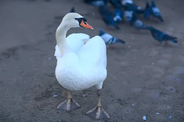 Cisnes Blancos Agua Hermosas Aves Silvestres Cisnes Naturaleza — Foto de Stock