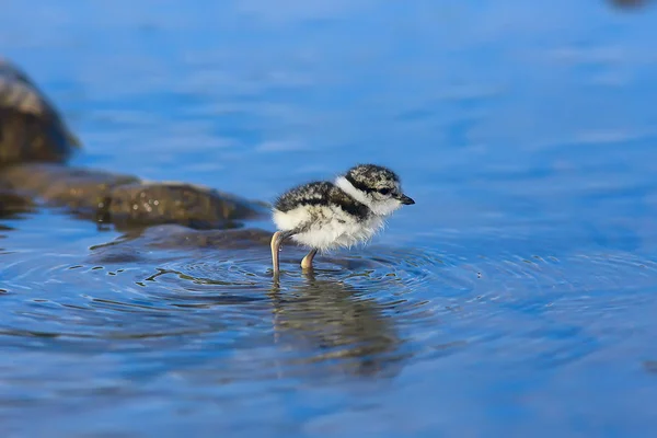 Little Cute Chick Little Gull Wild Beautiful Chick Wild — Stock Photo, Image