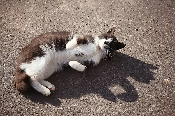 Gato Callejero Gato Solitario Sentado Fuera Mascota Extraviado —  Fotos de Stock