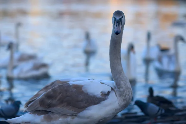 Witte Zwanen Het Water Wilde Mooie Vogels Zwanen Natuur — Stockfoto