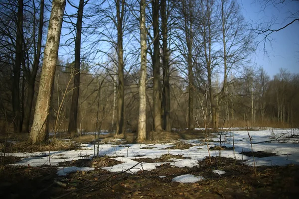 Wczesna Wiosna Lesie Drzewa Bez Liści Śnieg Topi Szary Sad — Zdjęcie stockowe