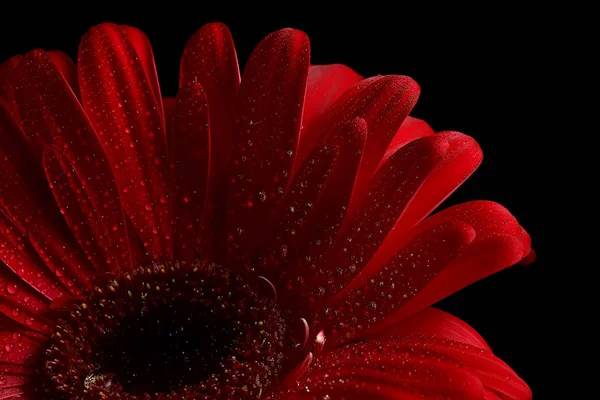 Flor Gerbera Roja Flor Hermosa Roja Del Verano Concepto Del —  Fotos de Stock