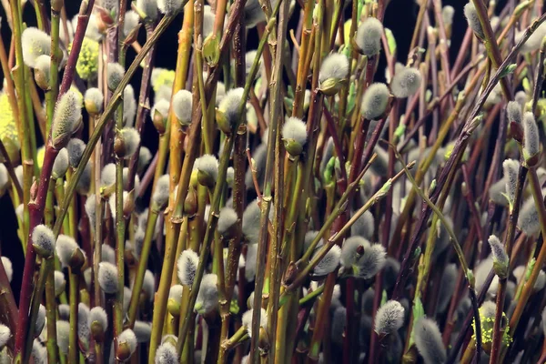 Ramas Pequeñas Con Brotes Hojas Fondo Primavera Concepto Frescura Botánica — Foto de Stock