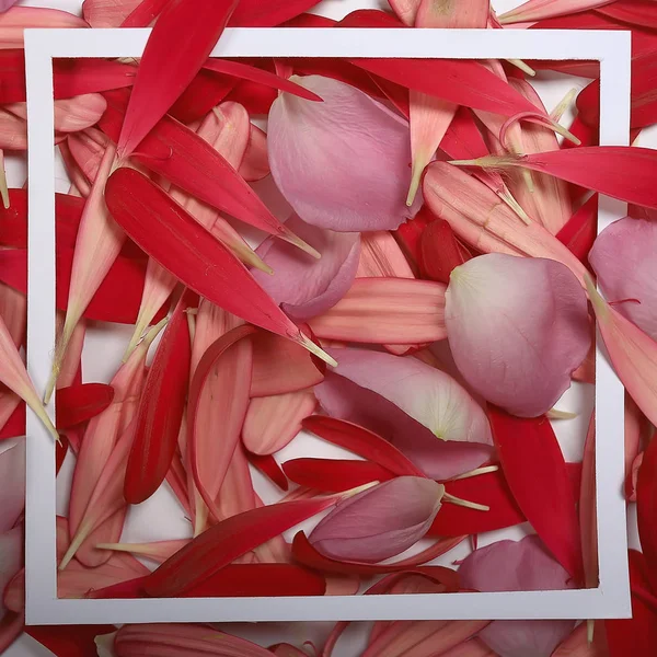Háttér Fold Virág Makró Piros Virág Absztrakt Aroma Háttér Szelíd — Stock Fotó
