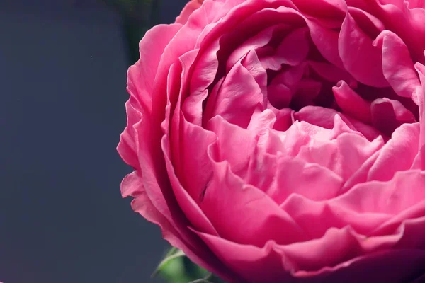 Bouquet Roses Dans Concept Lit Romance Fond Lune Miel — Photo