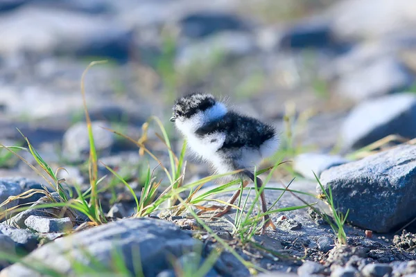 Pequeña Linda Chica Pequeña Gaviota Naturaleza Hermosa Chica Naturaleza — Foto de Stock