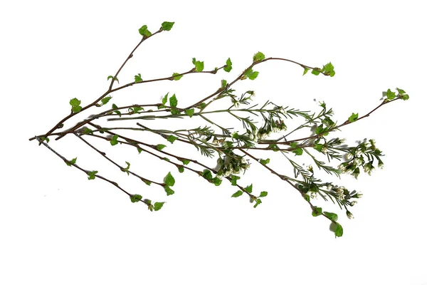 White Background Branches Small Leaves Spring Isolated White Young Branches — ストック写真