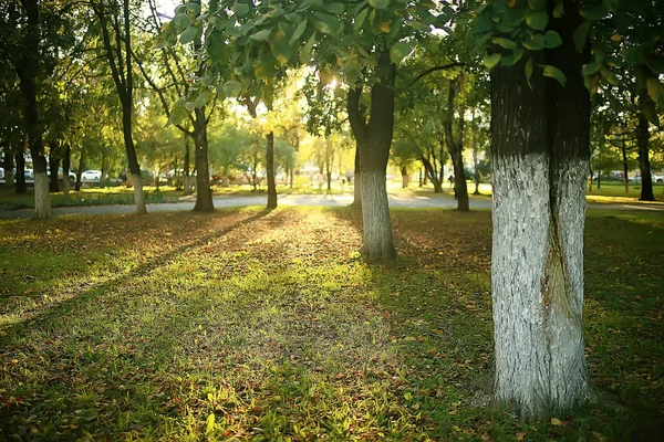 Sommarpark Bakgrund Natur Träd Gröna Löv Abstrakt Bakgrund Sommarvy — Stockfoto