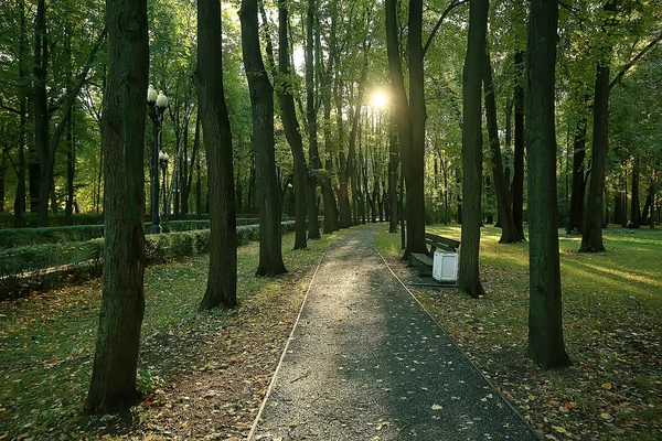 Sommer Park Hintergrund Natur Bäume Grüne Blätter Abstrakte Hintergrund Sommer — Stockfoto