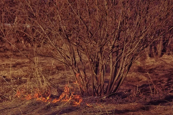 野原の火災 乾いた草の中の火災 わらを燃やす 自然景観 — ストック写真