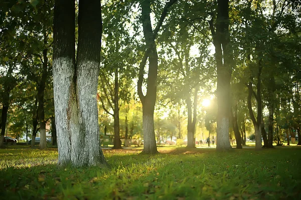 Letní Park Pozadí Přírodní Stromy Zelené Listy Abstraktní Letní Výhled — Stock fotografie