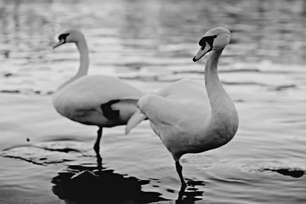 Белые Лебеди Воде Дикие Красивые Птицы Лебеди Природе — стоковое фото