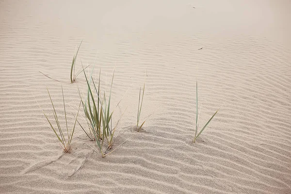 Пустельний Пейзаж Піщана Пустеля Немає Людей Дюн Пейзаж — стокове фото
