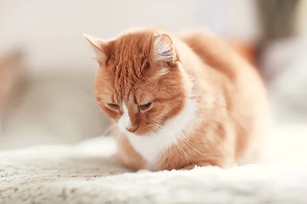 Gato Gengibre Animal Estimação Bonito Gato Bonito Gengibre Vermelho — Fotografia de Stock