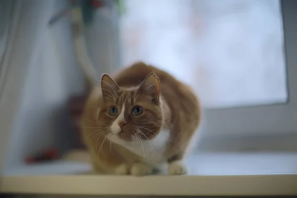 Gatto Rossiccio Simpatico Animale Domestico Bellissimo Gatto Rosso Zenzero — Foto Stock