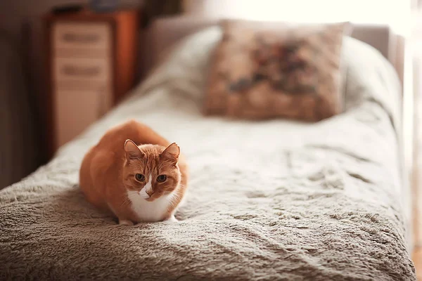 生姜猫 かわいいペット美猫 赤ショウガ — ストック写真