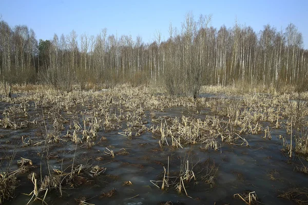 ormanda erken ilkbahar / yapraksız ağaçlar, kar erir, ilkbaharda gri üzgün orman parkı