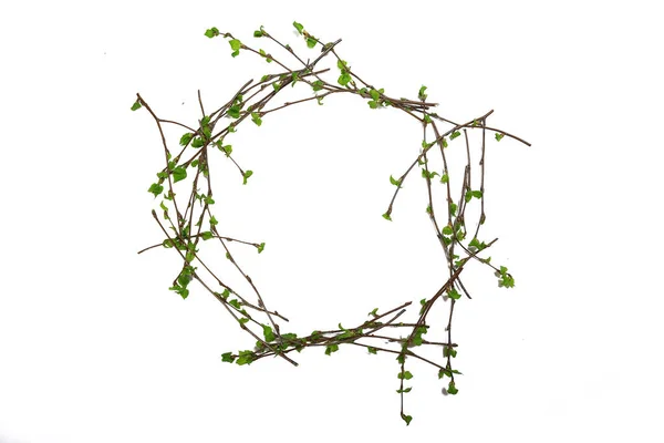 White Background Branches Small Leaves Spring Isolated White Young Branches — 스톡 사진