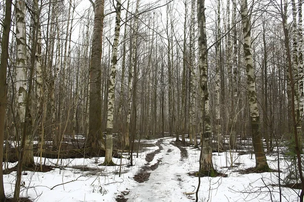 Inizio Primavera Nella Foresta Alberi Senza Foglie Scioglie Neve Grigio — Foto Stock