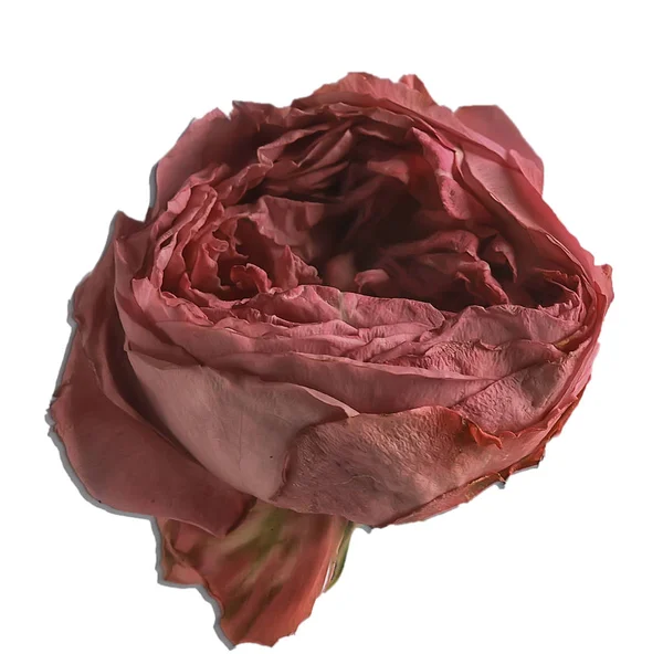 Rose Weißer Hintergrund Isolierte Knospe Der Roten Rose Blume — Stockfoto