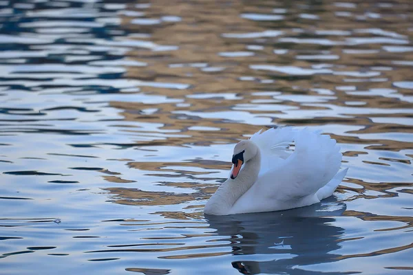 Witte Zwanen Het Water Wilde Mooie Vogels Zwanen Natuur — Stockfoto