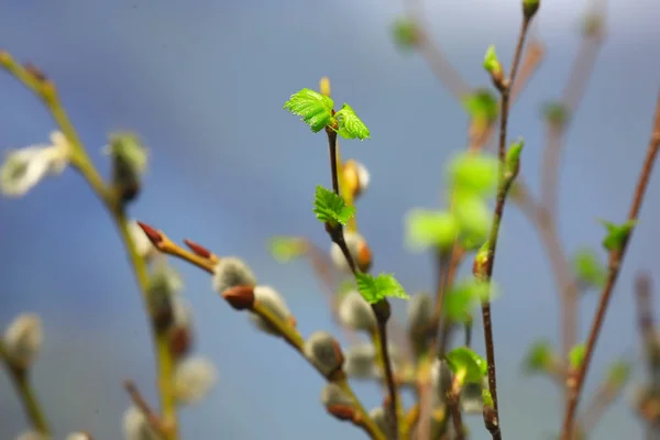 Tomurcukları Yaprakları Ile Küçük Dalları Bahar Arka Plan Kavram Tazelik — Stok fotoğraf