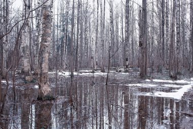 ormanda erken ilkbahar / yapraksız ağaçlar, kar erir, ilkbaharda gri üzgün orman parkı
