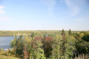 yaz parkı arka plan / doğa ağaçları yeşil yaprakları, soyut arka plan yaz görünümü