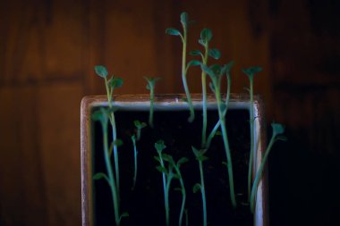 Çaydanlıktaki genç filizler / taze yeşiller, biyoloji, botanik konsepti