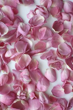 arka plan katlama çiçek makro / kırmızı çiçek, soyut aroma arka plan nazik yaz gül