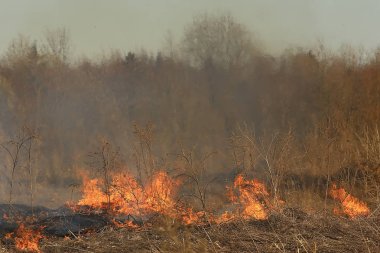 tarlada yangın / kuru ot yangın, yanan saman, eleman, doğa manzara, rüzgar