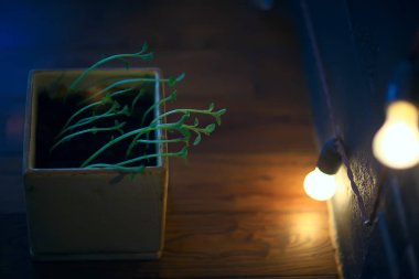 Çaydanlıktaki genç filizler / taze yeşiller, biyoloji, botanik konsepti