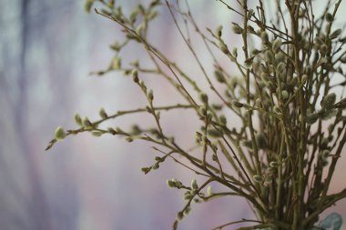 kedi-söğüt söğüt / dalları çiçek, bahar kavramı, Paskalya tatili, arka plan