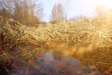 ormanda erken ilkbahar / yapraksız ağaçlar, kar erir, ilkbaharda gri üzgün orman parkı