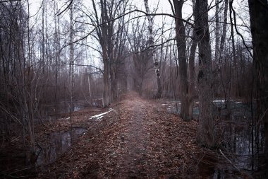 ormanda erken ilkbahar / yapraksız ağaçlar, kar erir, ilkbaharda gri üzgün orman parkı