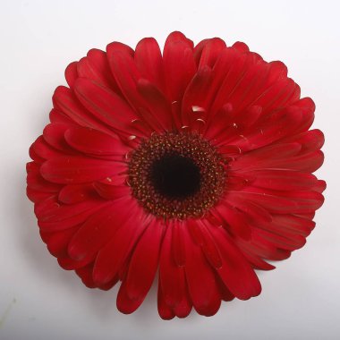 kırmızı gerbera çiçek / kırmızı güzel yaz çiçeği, aroma kokusu kavramı