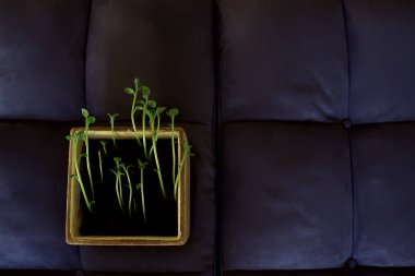 Çaydanlıktaki genç filizler / taze yeşiller, biyoloji, botanik konsepti