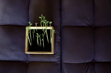 Çaydanlıktaki genç filizler / taze yeşiller, biyoloji, botanik konsepti