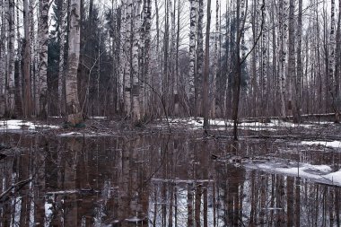 ormanda erken ilkbahar / yapraksız ağaçlar, kar erir, ilkbaharda gri üzgün orman parkı