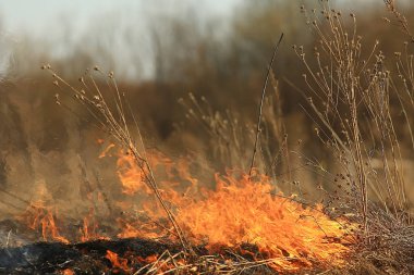 tarlada yangın / kuru ot yangın, yanan saman, eleman, doğa manzara, rüzgar