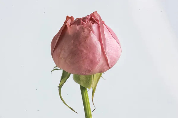 Rose Fond Blanc Bourgeon Isolé Rose Rouge Fleur — Photo