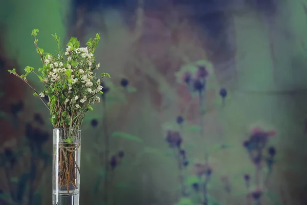 Ramas Pequeñas Con Brotes Hojas Fondo Primavera Concepto Frescura Botánica — Foto de Stock