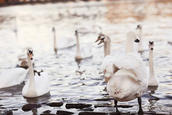 Witte Zwanen Het Water Wilde Mooie Vogels Zwanen Natuur — Stockfoto