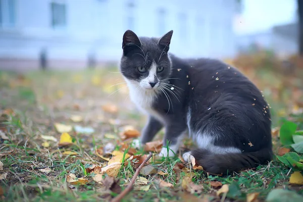 Gato Callejero Gato Solitario Sentado Fuera Mascota Extraviado — Foto de Stock