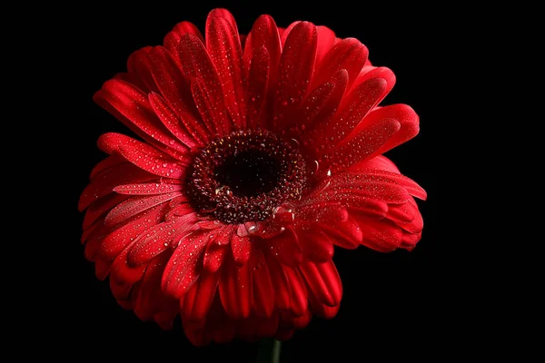 Röd Gerbera Blomma Röd Vacker Sommar Blomma Arom Lukt Koncept — Stockfoto