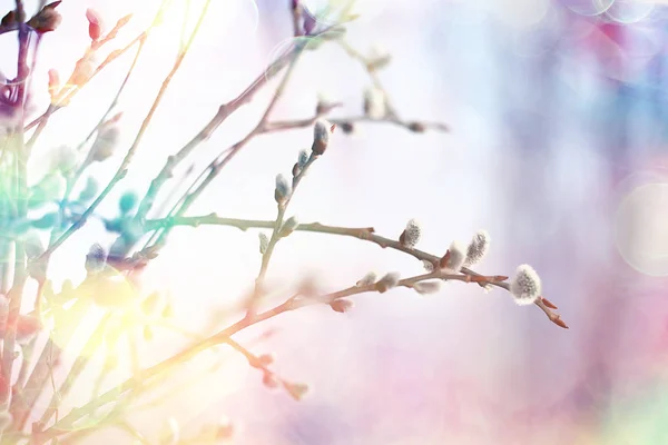 Pussy Willow Willow Branches Bloom Spring Concept Easter Holiday Background — Stock Photo, Image