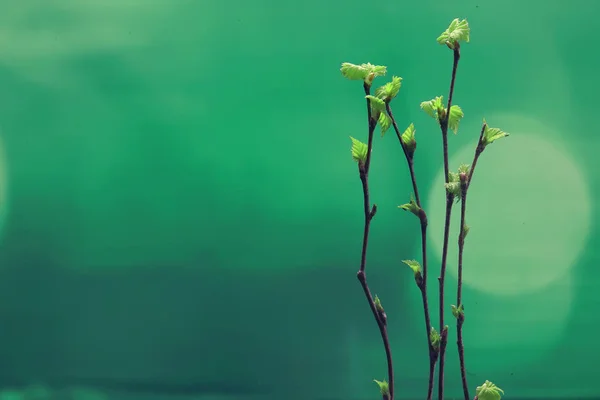 Piccoli Rami Con Foglie Germogli Fondo Primavera Concetto Freschezza Botanica — Foto Stock