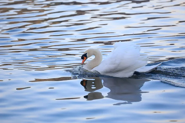 Witte Zwanen Het Water Wilde Mooie Vogels Zwanen Natuur — Stockfoto